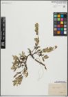 Foto von Salix repens L.